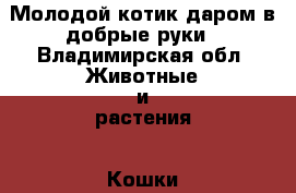 Молодой котик даром в добрые руки - Владимирская обл. Животные и растения » Кошки   . Владимирская обл.